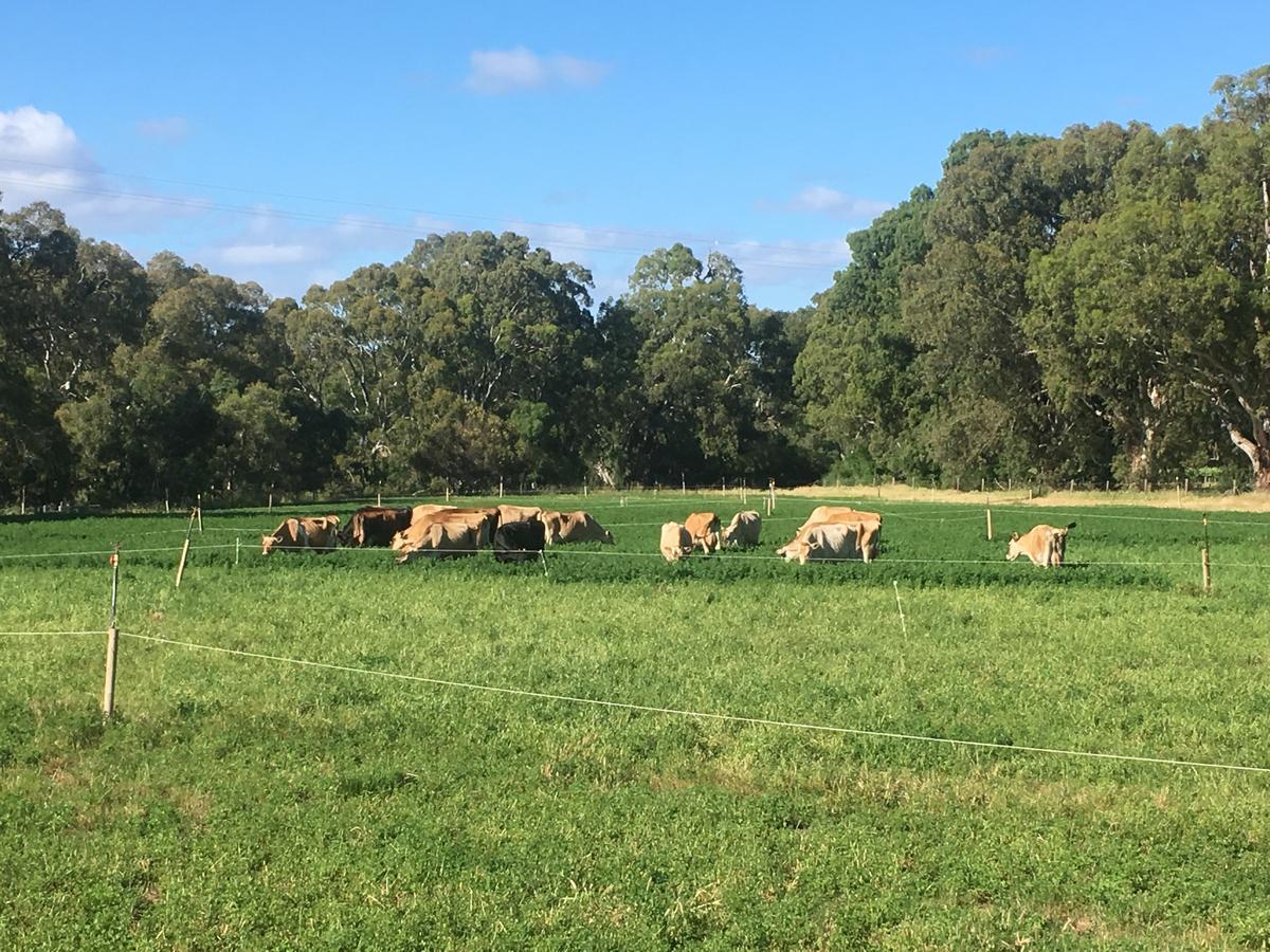 Dairyman'S Cottage Lyndoch Экстерьер фото